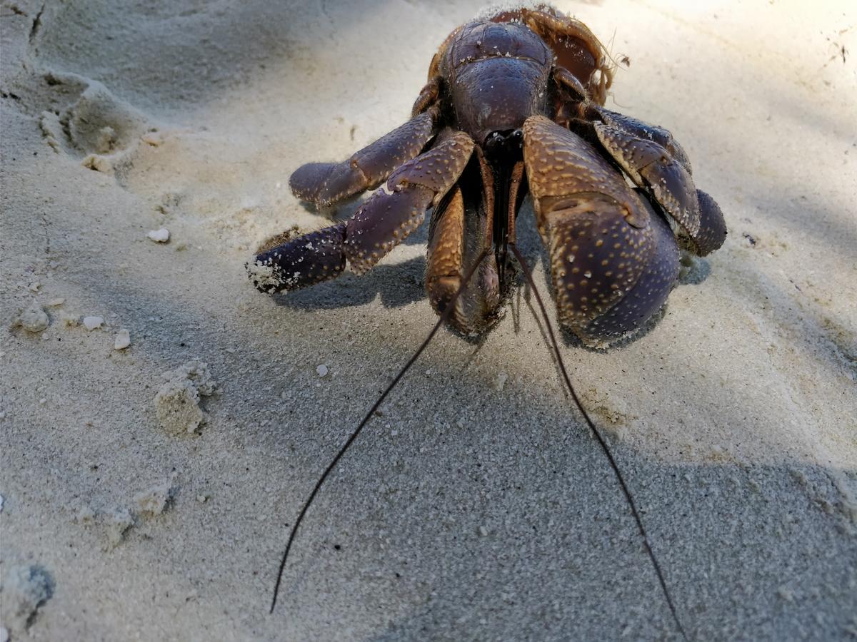 Hotel Island Guest Maamendhoo Esterno foto